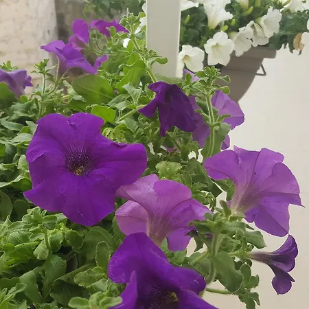 Matera Guest House 4* Ματέρα