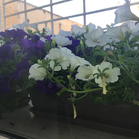 Matera Guest House Πανσιόν 4*