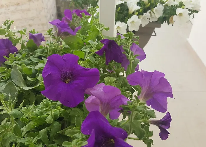 Matera Guest House 3* Matera