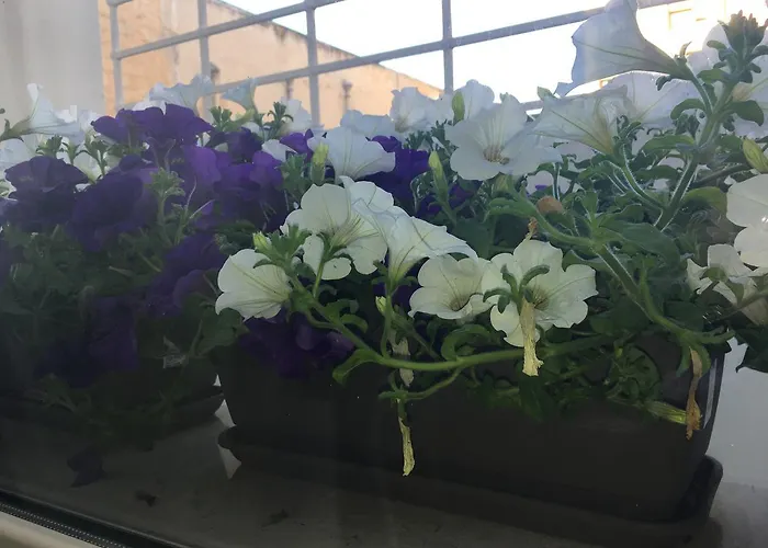 Matera Guest House Pensjonat 3*